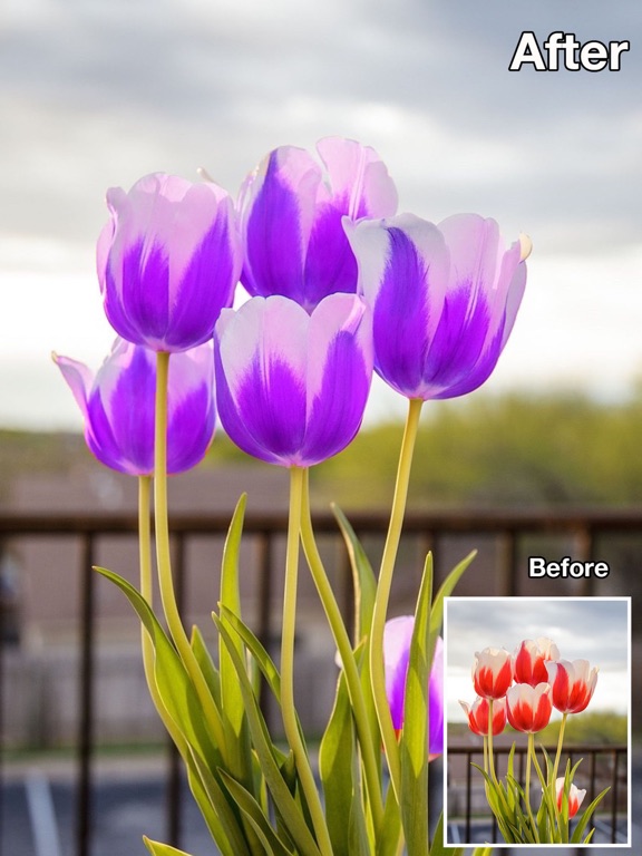 色彩大师 - 改变照片颜色,黑白多彩特效