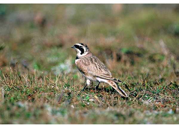 百灵鸟叫声大全下载mp3格式