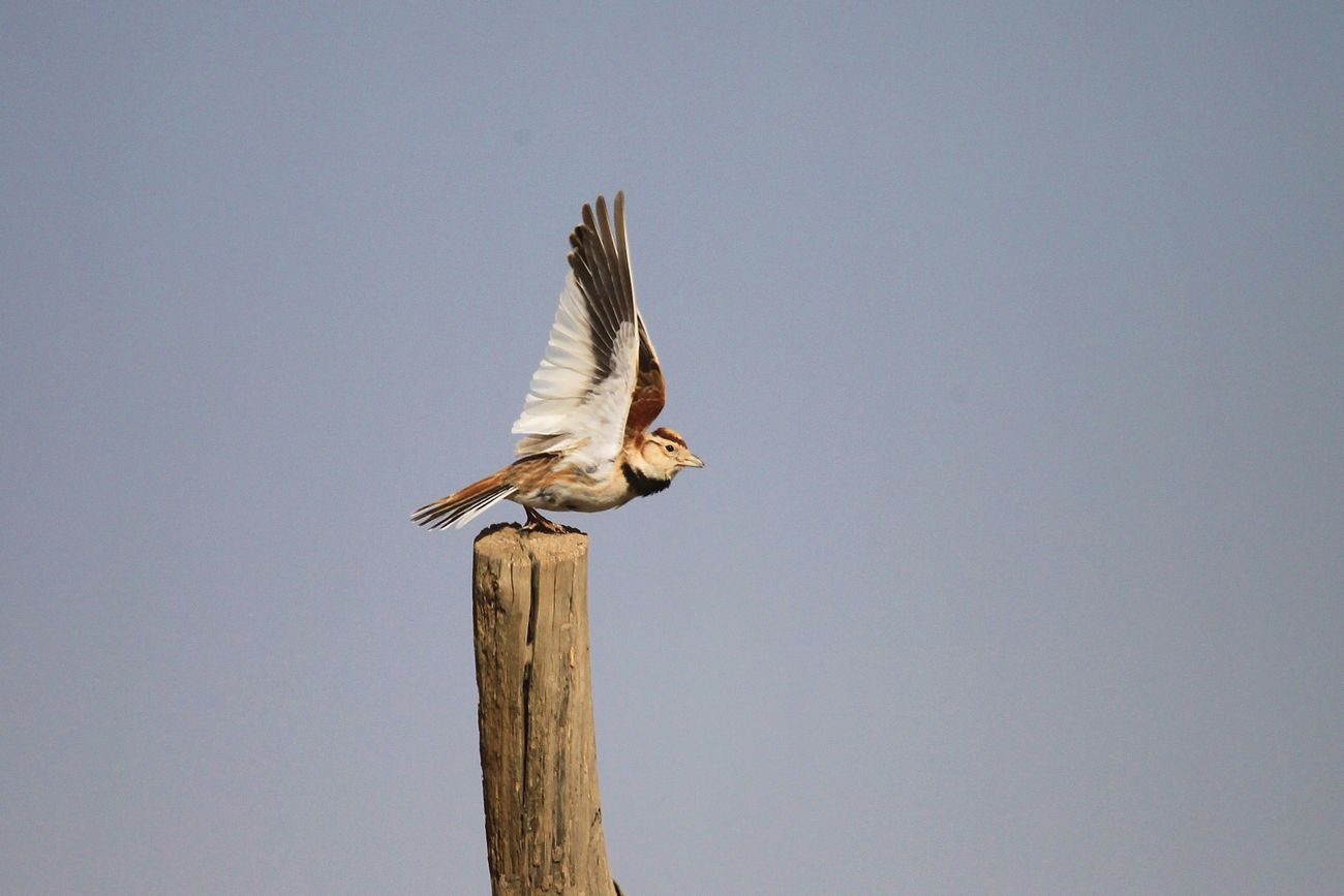 百灵鸟叫声大全 百灵鸟叫声大全