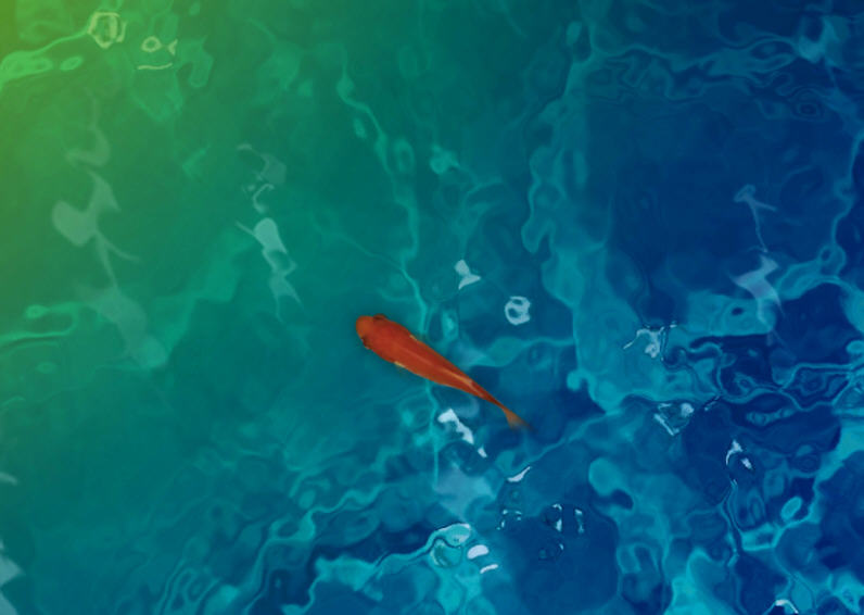 3d水族箱热带鱼动态桌面壁纸下载最新版