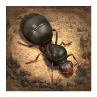 小蚁国国际服(The Ants)v3.29.0 最新版