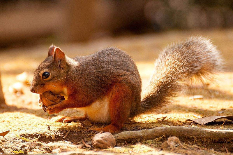 松鼠时钟屏保程序最新版下载v2.1 绿色版