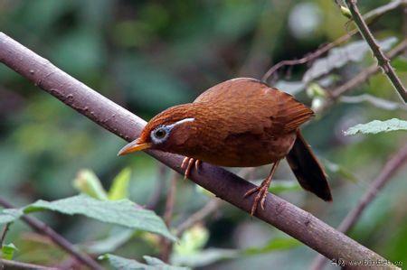 鸟叫声大全最新版下载mp3格式 免费版