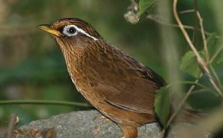 画眉鸟叫声大全