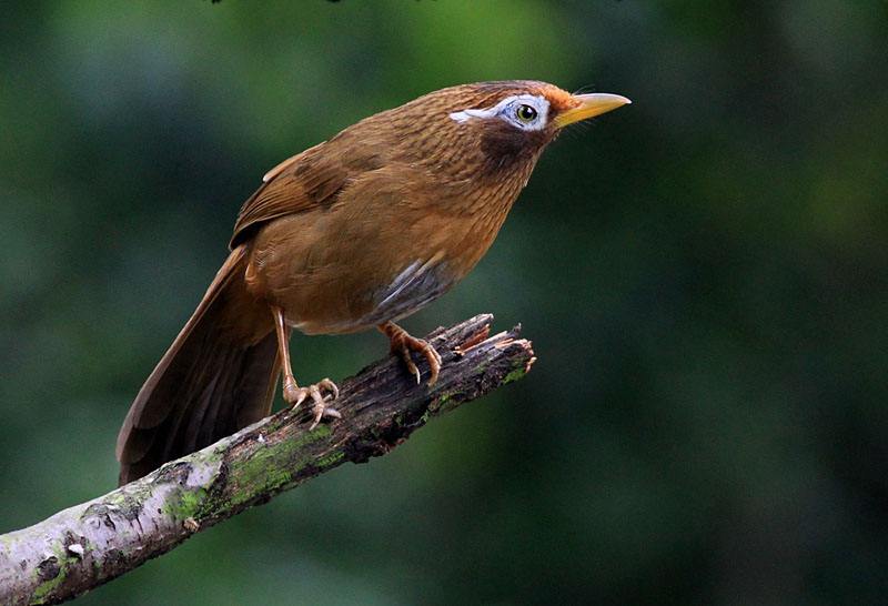 鸟叫声大全最新版下载mp3格式 免费版