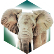 方舟动物园桌游安卓版v1.0.4 最新版