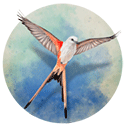 展翅翱翔最新版下载v1.5.546